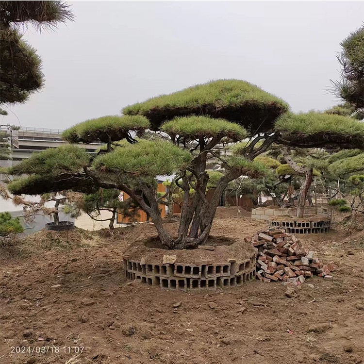 景观松 造型松 规格多样 基地直发