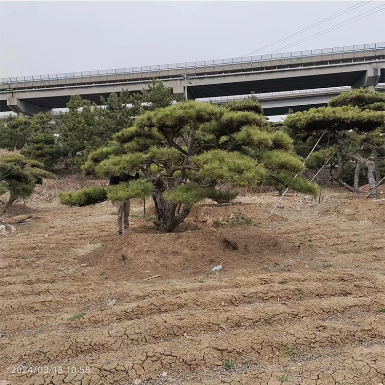 造型油松 景观松 易成活 基地批发