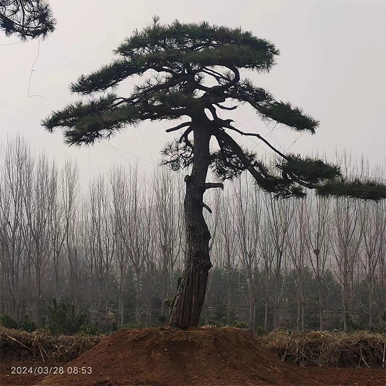 造型黑松 形态多样 基地现挖现发