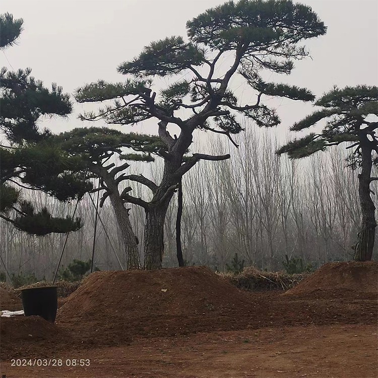 造型黑松 景观松 基地现挖现卖