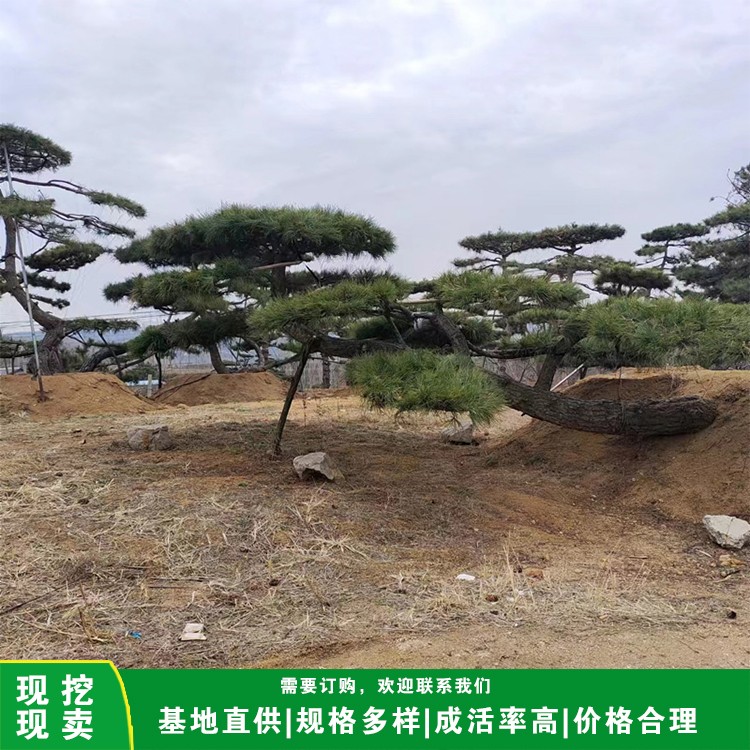 造型油松 造型黑松 景观松基地现挖现卖 高成活率图3